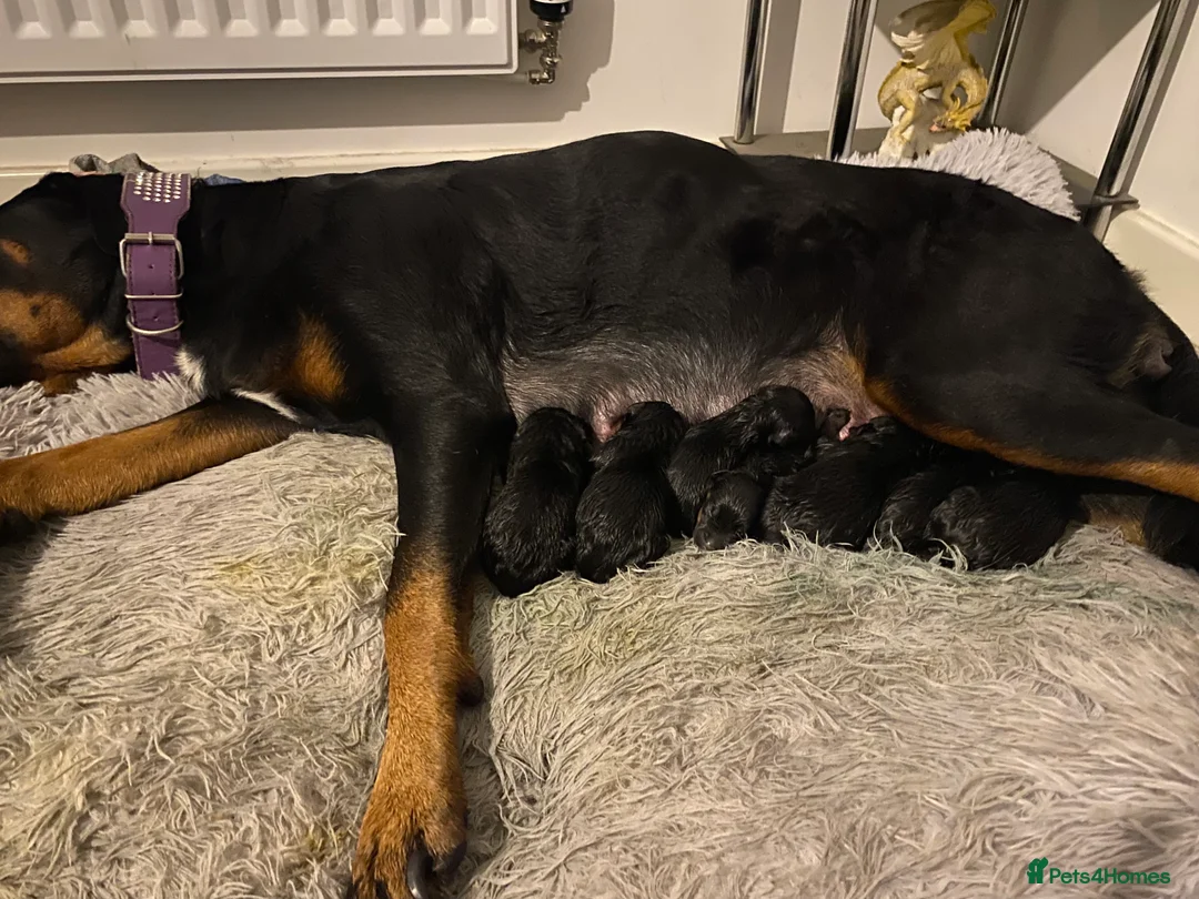 Rottweiler dogs for sale: Germany and America Rottweiler mix - Advert 2