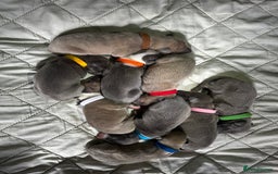 Whippet dogs for sale: Pedigree Purebred Blue and Two Toned Whippets - Image 1