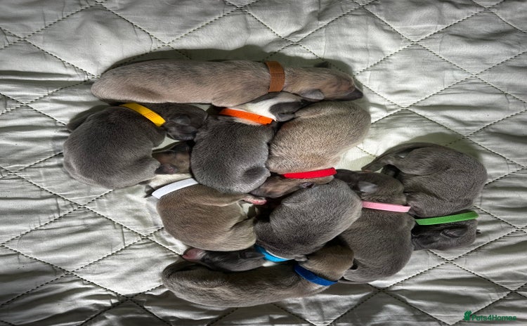 Whippet dogs - Advert 1