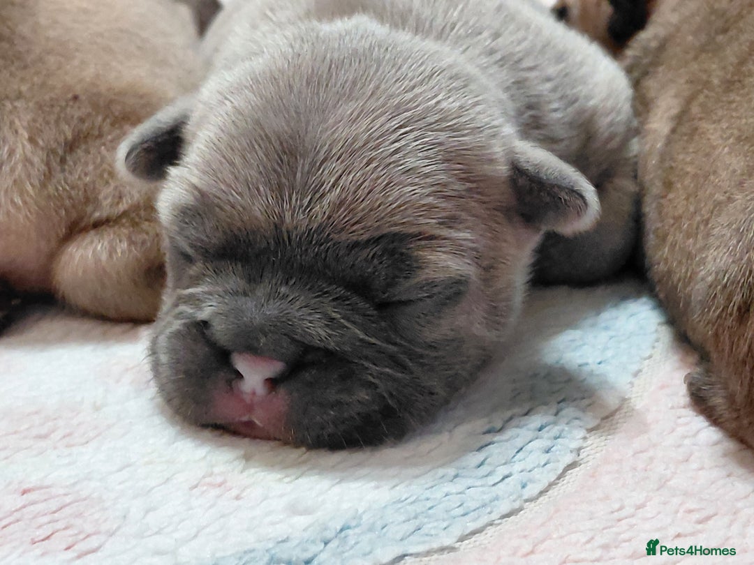 French Bulldog dogs for sale: French bulldog puppies - Image 13