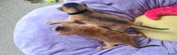 Abyssinian cats for sale: One beautiful Abyssinian boy - Advert 33