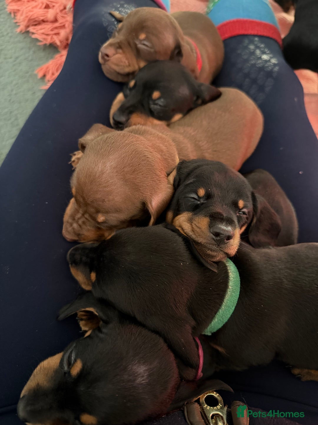 Miniature Dachshund dogs for sale: Beautiful miniatures for sale - ready 17th january - Advert 3