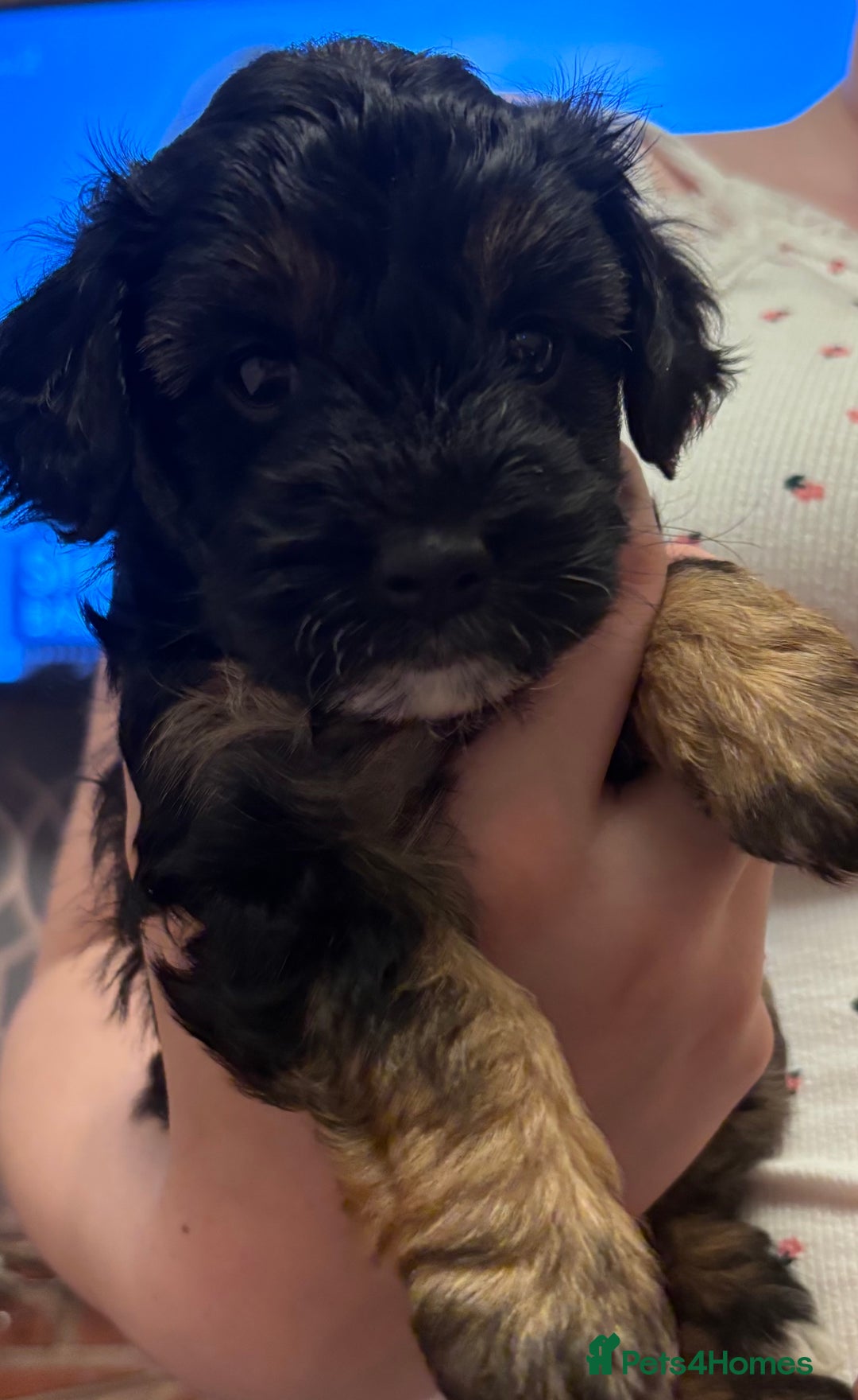 Yorkiepoo dogs for sale: Beautiful yorkipoo puppies - Image 13