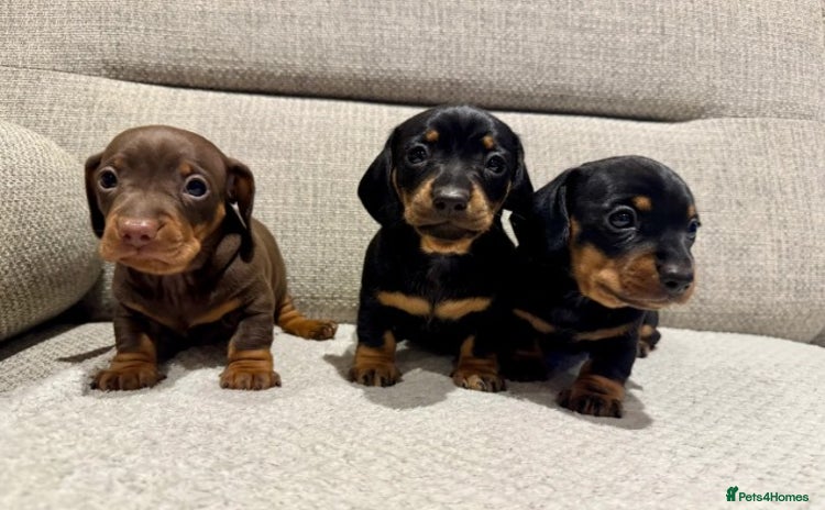 Miniature Dachshund dogs - Advert 10
