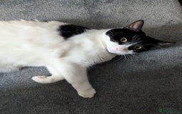 European cats for adoption: Maisie is looking for the perfect forever home - Image 1