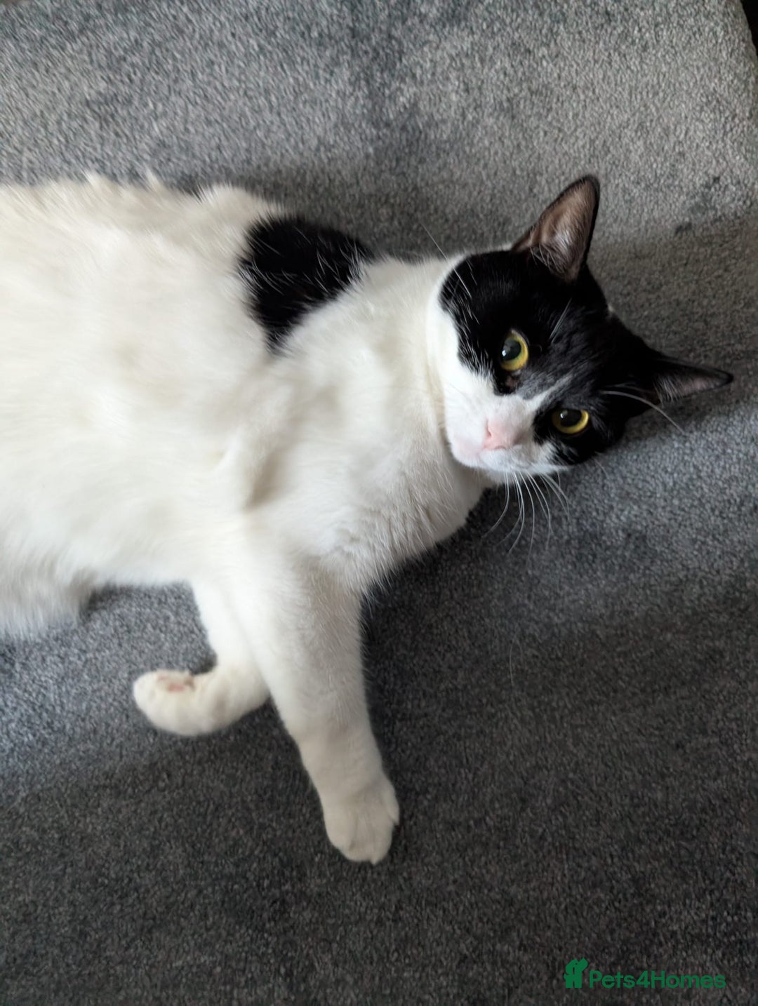 European cats for adoption: Maisie is looking for the perfect forever home - Image 1