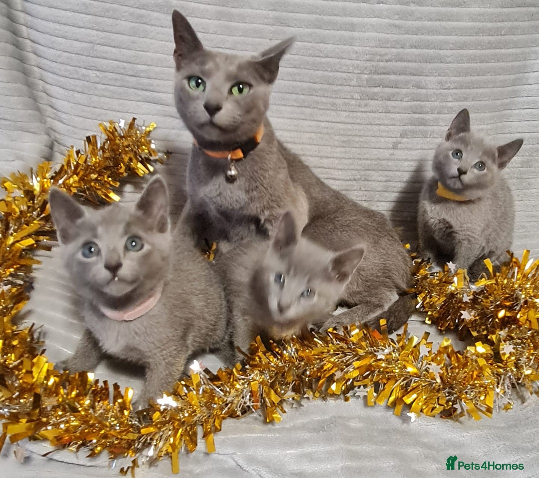 Russian Blue cats for sale: Stunning Russian Blue kittens-pure Pedigree - Image 14