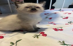 Siamese cats for sale: 3 stunning applehead Siamese kittens  - Image 11