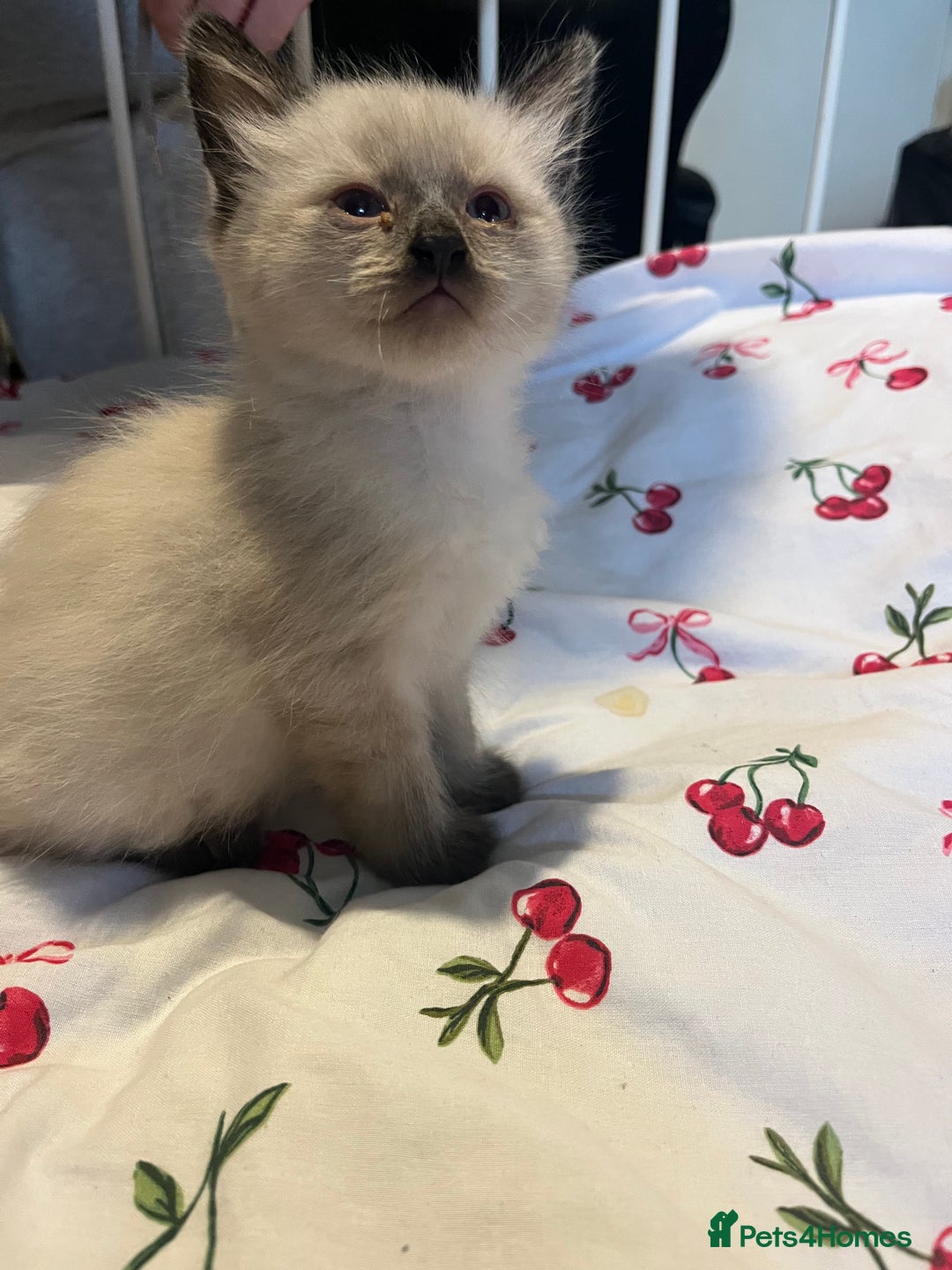 Siamese cats for sale: 3 stunning applehead Siamese kittens  - Image 11