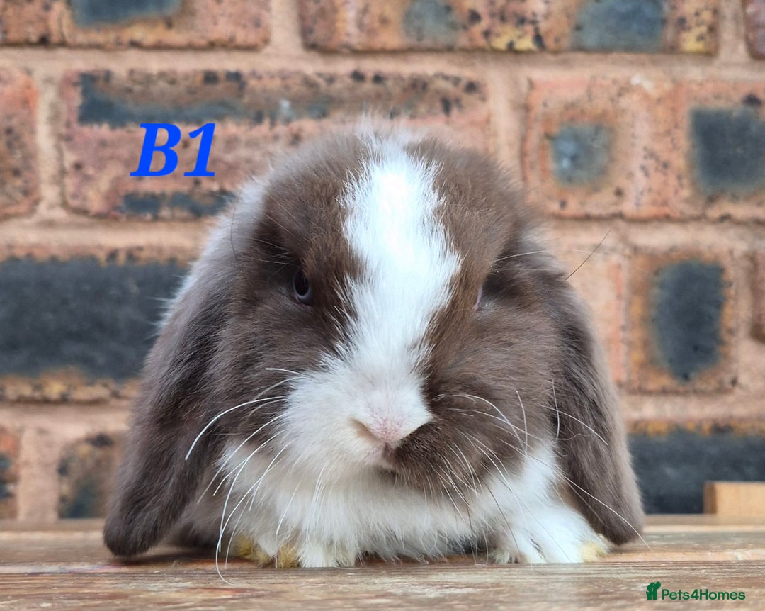 Mini Lop rabbits for sale: Friendly mini lop babies ready now - Advert 7