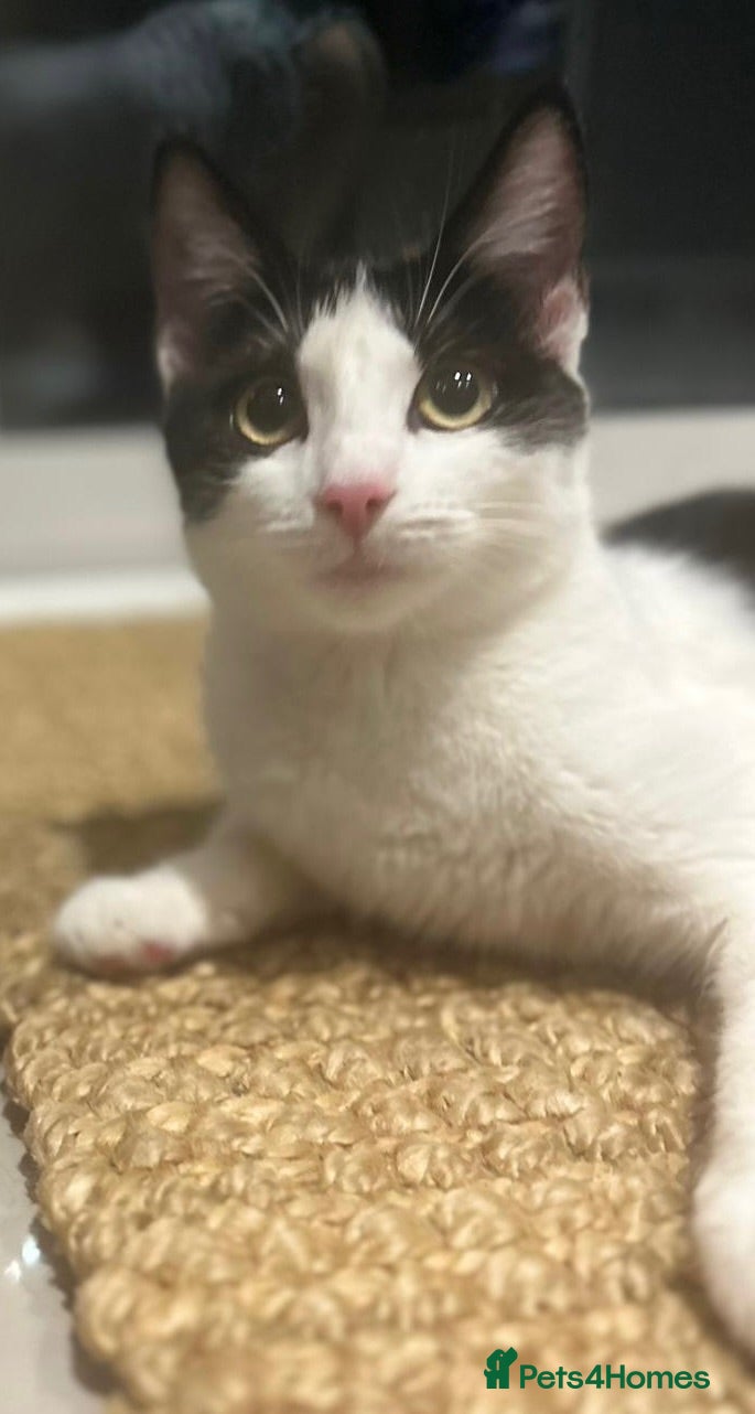 Mixed Breed cats Kittens available now - Advert 2
