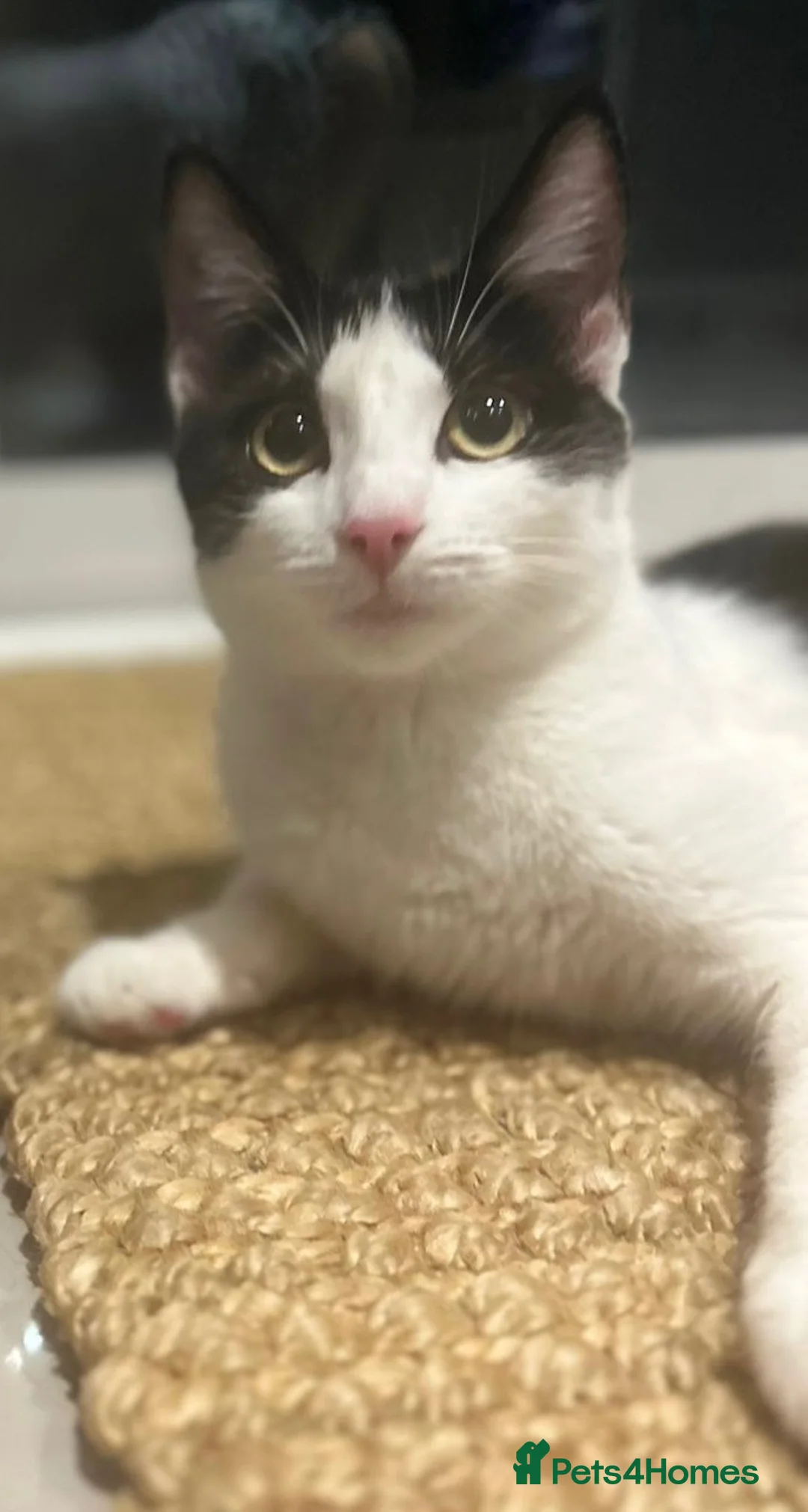 Mixed Breed cats for sale: Kittens available now in Basildon - Advert 1