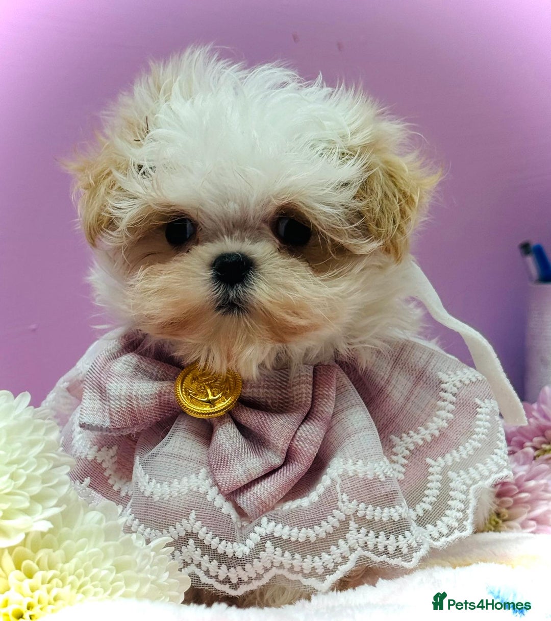 Maltipoo dogs for sale: Luxury Korean F1b maltipoos 😍🐶🐾 - Image 5
