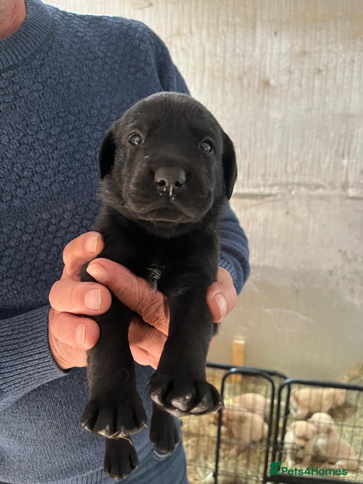 Labrador Retriever dogs KC Labrador pups - Advert 1
