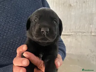 Labrador Retriever dogs KC Labrador pups - Advert 1