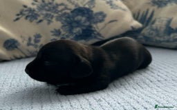 Miniature Dachshund dogs for sale: LH MINI DAXIS RAINBOW MIX KC REG PRA CLR - Image 5