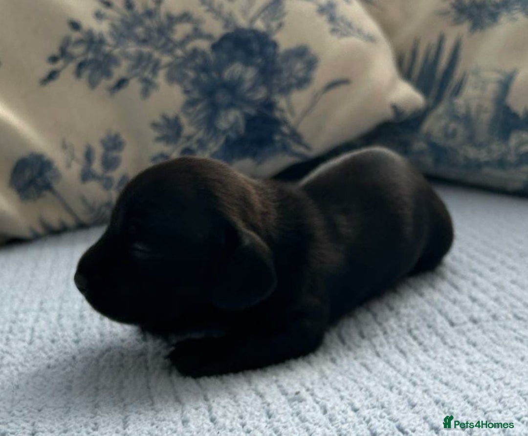 Miniature Dachshund dogs for sale: LH MINI DAXIS RAINBOW MIX KC REG PRA CLR - Image 5