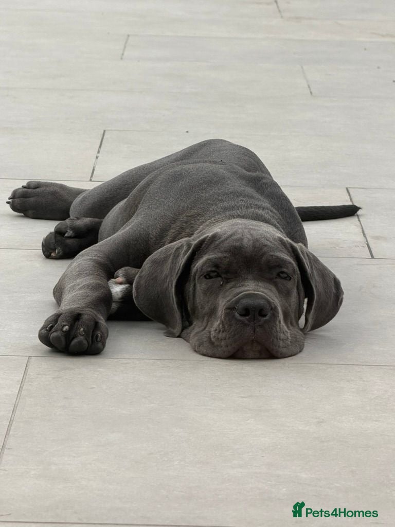 Cane Corso dogs Adorable Puppy Blue Cane Corso available - Advert 2