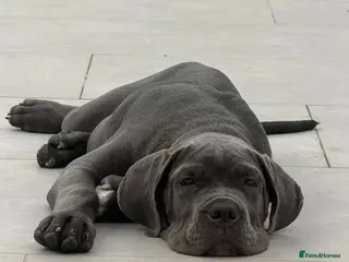 Cane Corso dogs Adorable Puppy Blue Cane Corso available - Advert 2