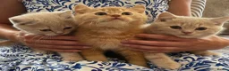 British Shorthair cats for sale: GCCF British Shorthair Kittens  in Southampton - Advert 3