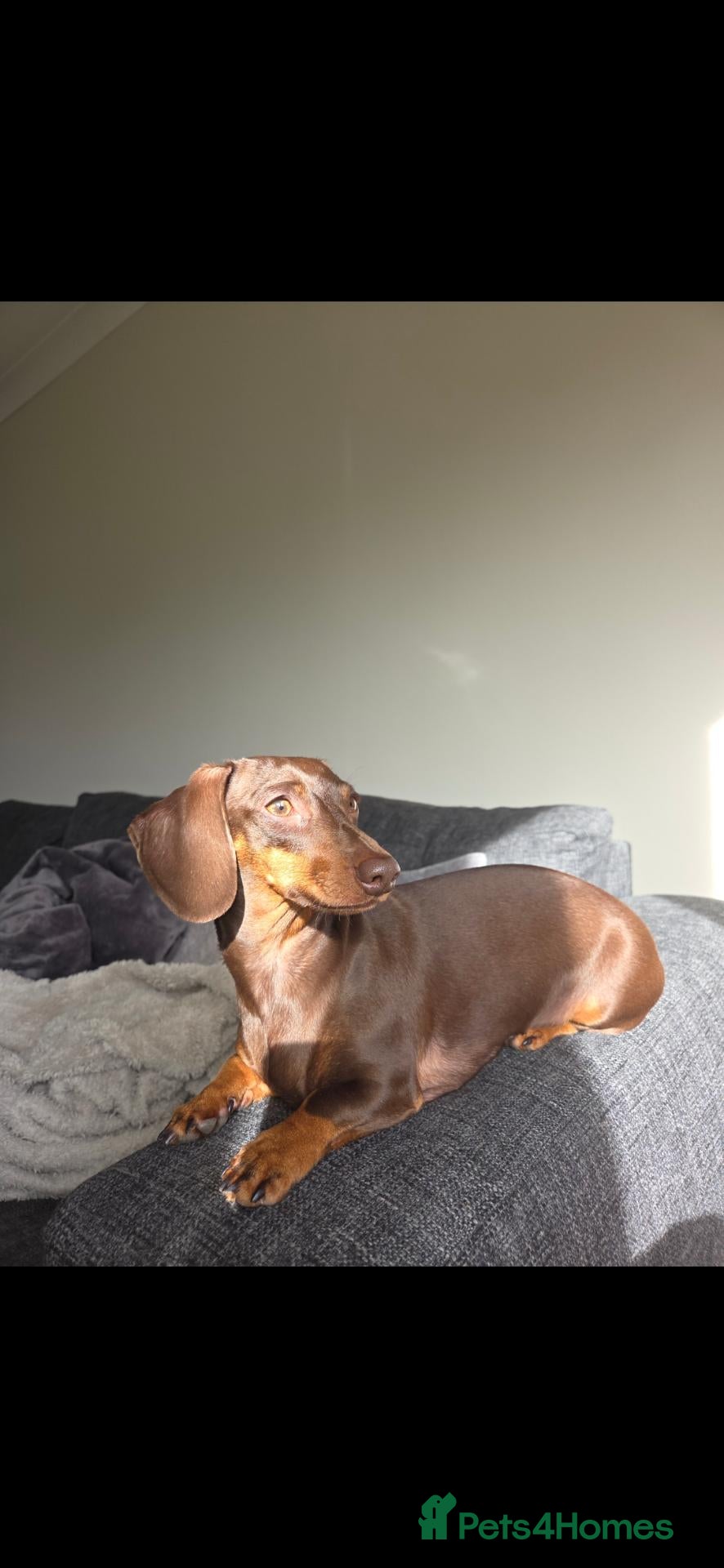 Miniature Dachshund dogs 2 Choc and Tan female Miniature Dauschunds KC Reg - Advert 7