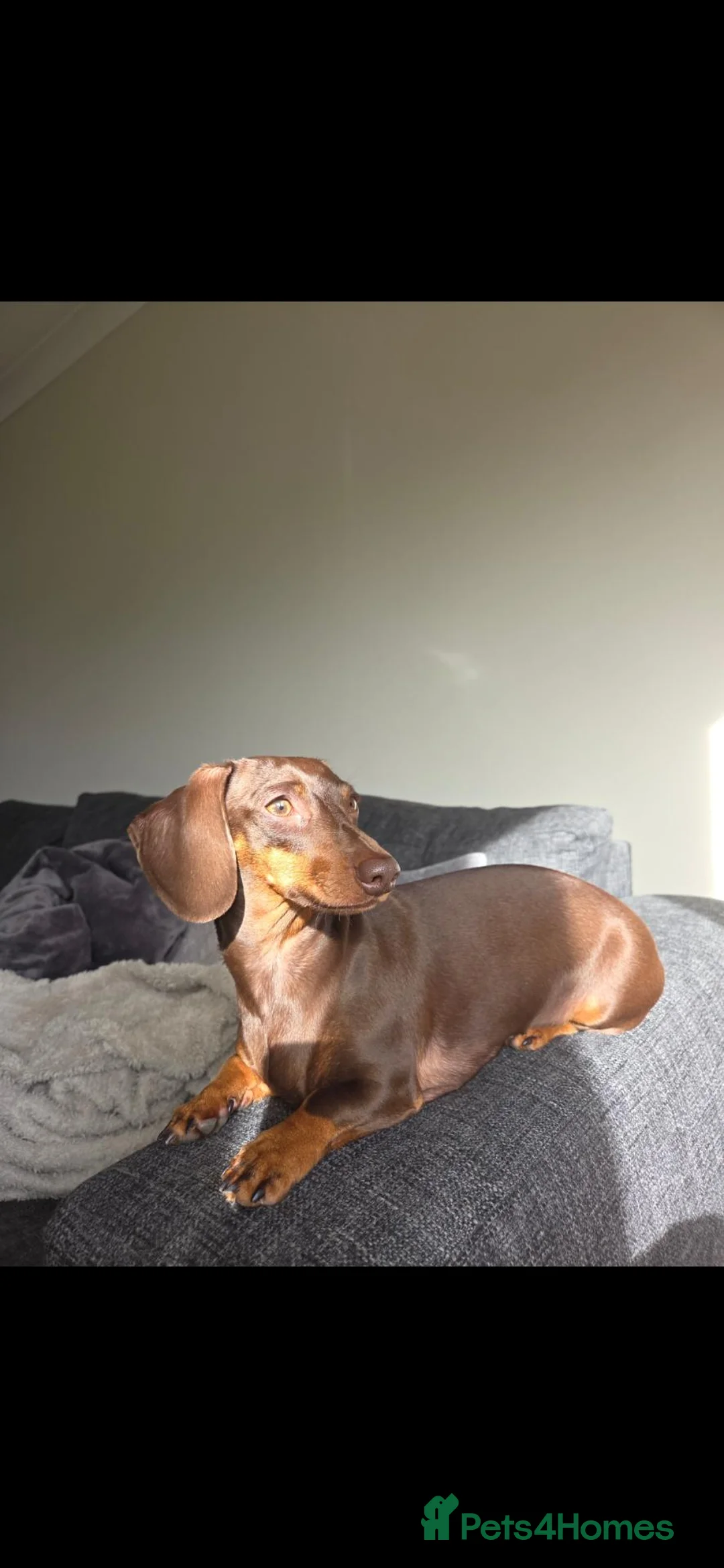 Miniature Dachshund dogs for sale: 2 Choc and Tan female Miniature Dauschunds KC Reg - Advert 1