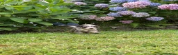 Cockapoo dogs for sale: 6 beautiful F1 cockapoo pups for sale in Neath - Advert 12