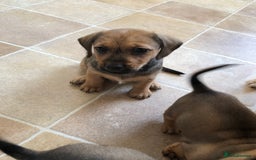 Mixed Breed dogs for sale: DACHSHUND PUPS READY TO GO  - Image 5