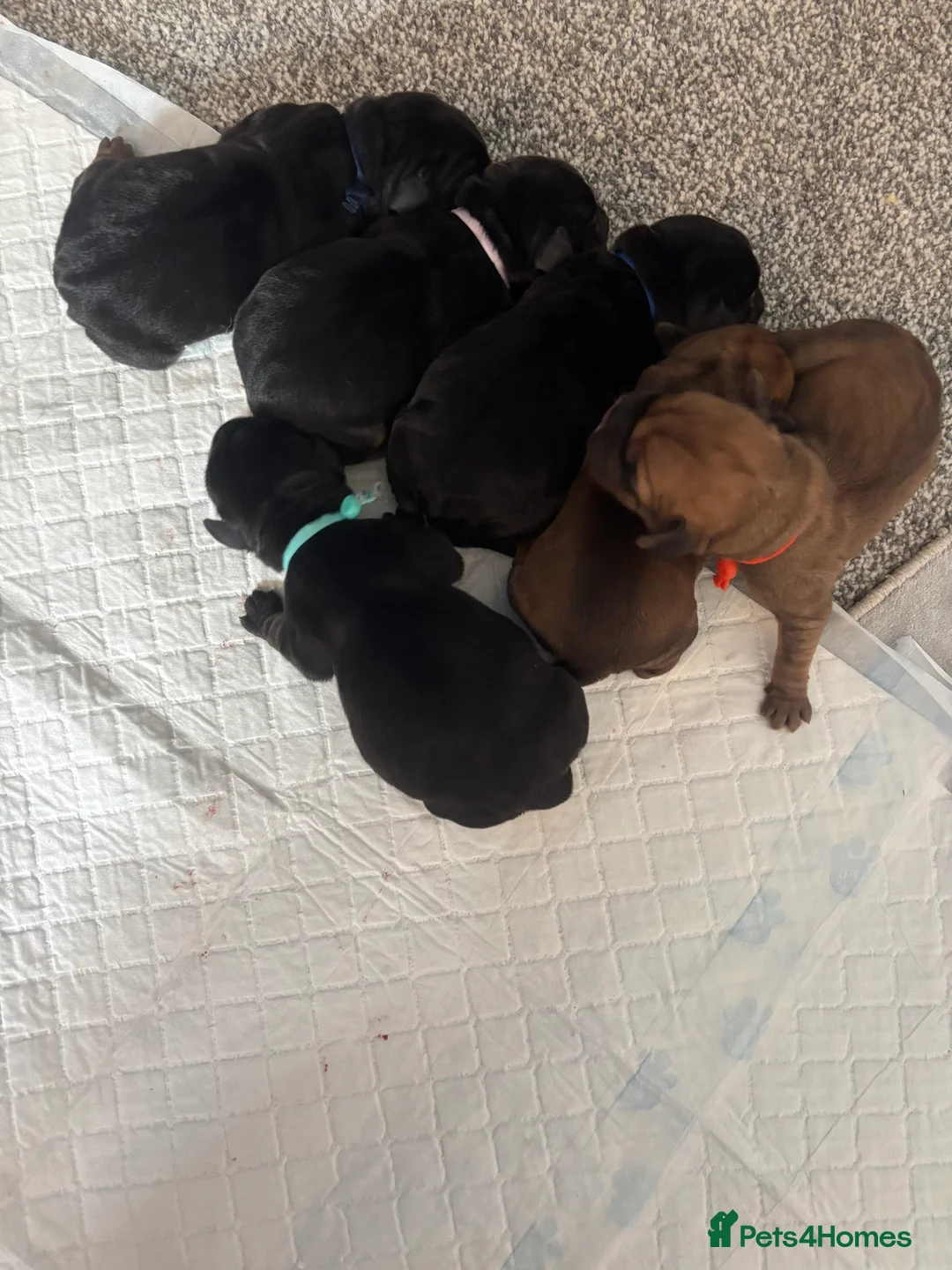 Mixed Breed dogs for sale: Cockerbull puppies born 16th March  - Advert 21