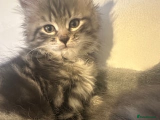 Mixed Breed cats - Advert 24