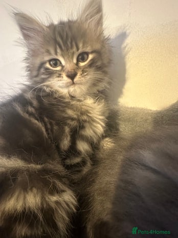 Mixed Breed cats - Advert 13