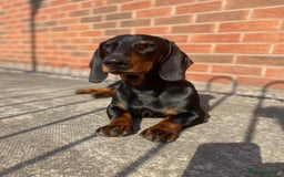 Dachshund dogs for stud: 4 Year Old Standard Dachshund For Stud Only in Ilkeston - Image 3