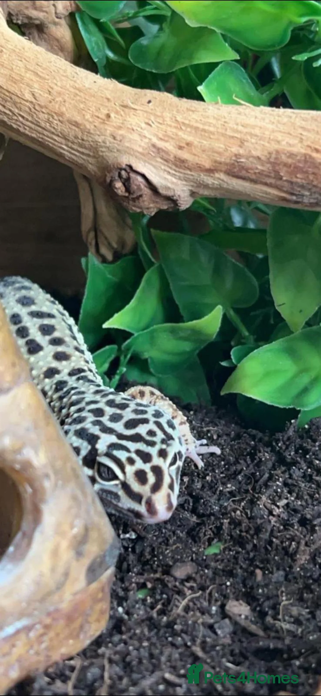 Leopard Gecko reptiles for sale: Male 4yr old Leopard Gecko enclosure included - Advert 3