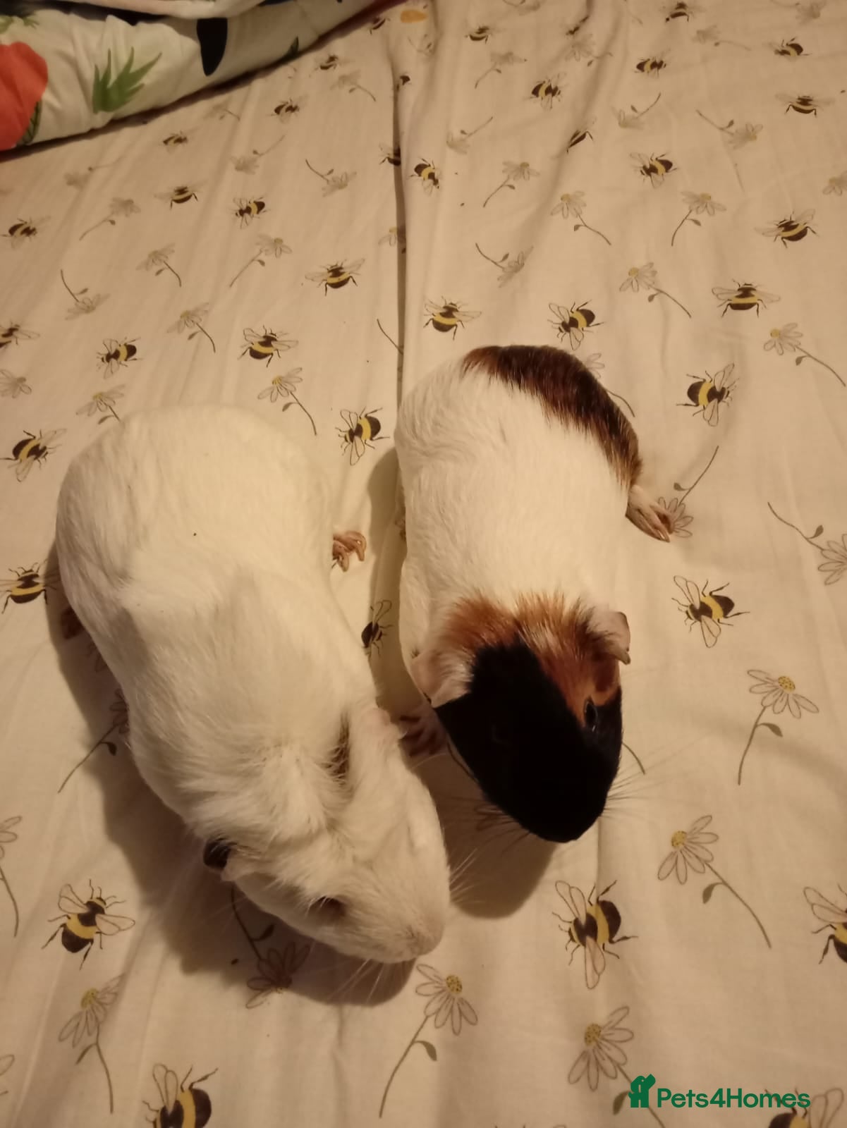 Guinea Pig rodents Two male brothers  - Advert 1