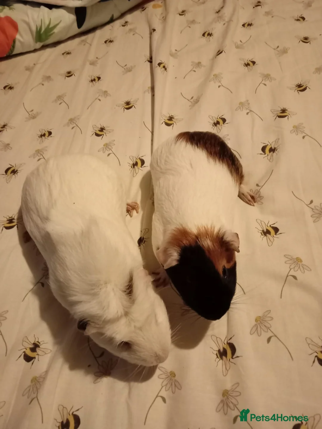 Guinea Pig rodents for sale: Two male brothers  - Advert 1