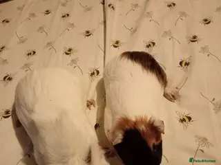 Guinea Pig rodents Two male brothers - Advert 1