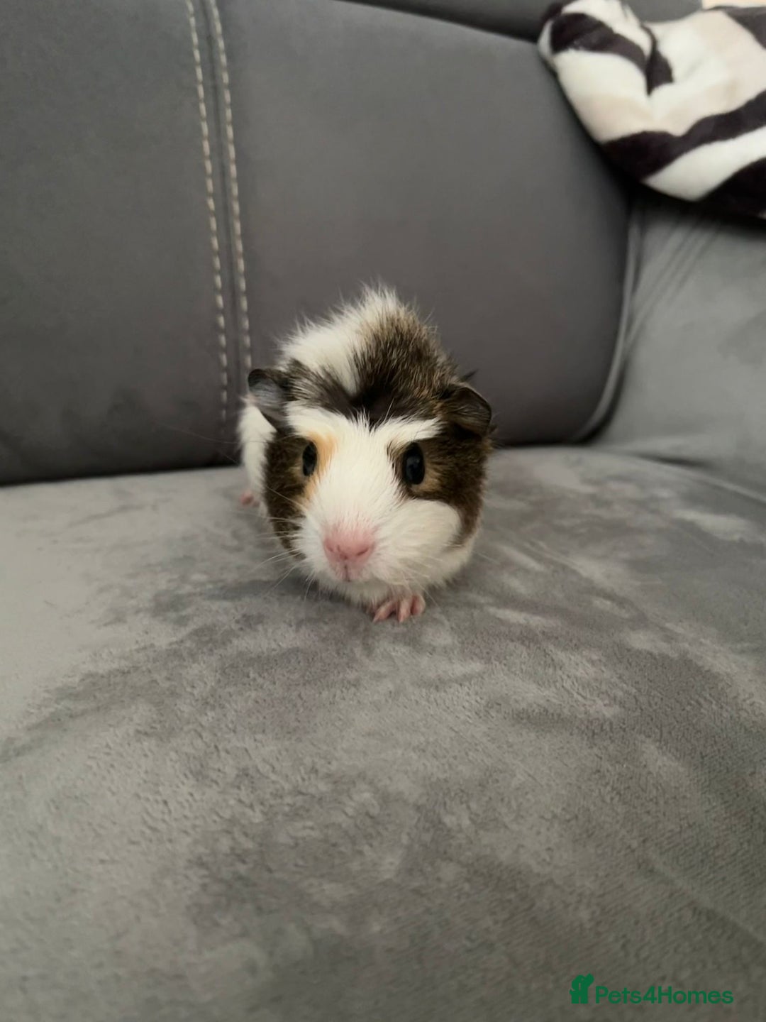 Guinea Pig rodents for sale: Baby Guinea pigs  - Advert 3