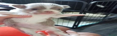 Chihuahua 5