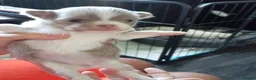 Chihuahua dogs for sale: Chihuahua puppies - Advert 28