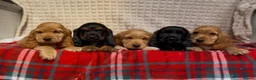 Cocker Spaniel dogs for sale: STUNNING COCKER SPANIEL PUPPIES  - Advert 4