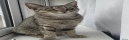 Australian Mist cats for sale: beautiful girl in Kirkcaldy - Advert 3