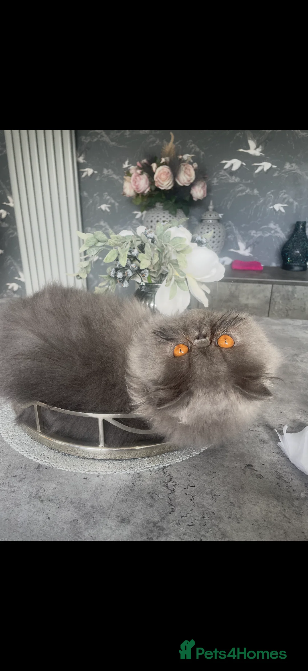Persian cats for sale: GCCF Registered Blue Persian Kittens  - Advert 2