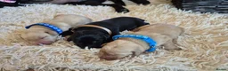 Labrador Retriever dogs for sale: Pedigree Labrador Puppies ready 10th September  - Advert 12