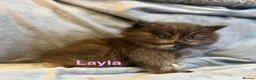 Persian cats for sale: **SOLD** Stunning litter of five female Perdolls - Advert 21