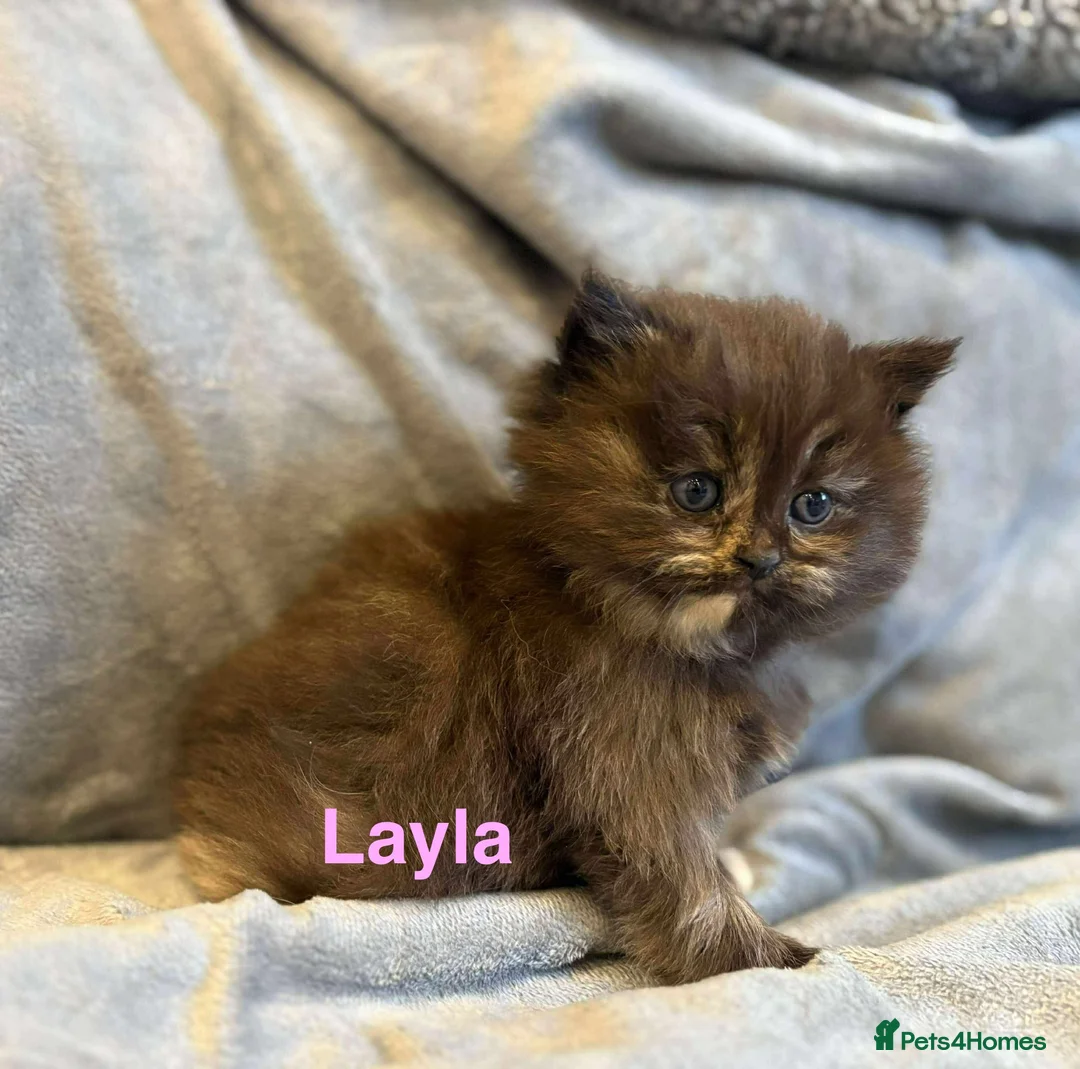 Persian cats for sale: **SOLD** Stunning litter of five female Perdolls - Advert 21