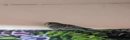 Budgerigars birds for sale: Looking forever home  in Accrington - Advert 4