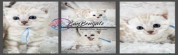 Bengal cats for sale: Stunning Silver Snow ❄️ Bengal Kittens  - Advert 8
