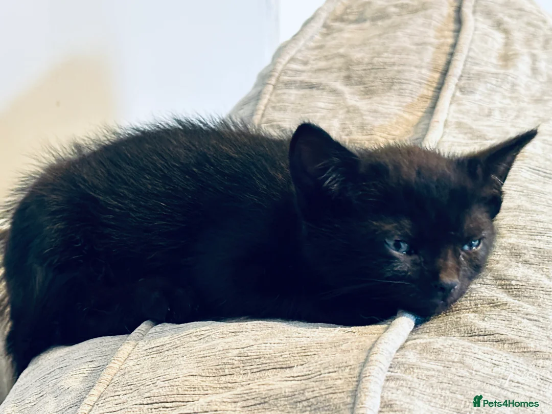 Mixed Breed cats for sale: Beautiful Male Sphynx X Tabby Mackrell Kittens  - Advert 13