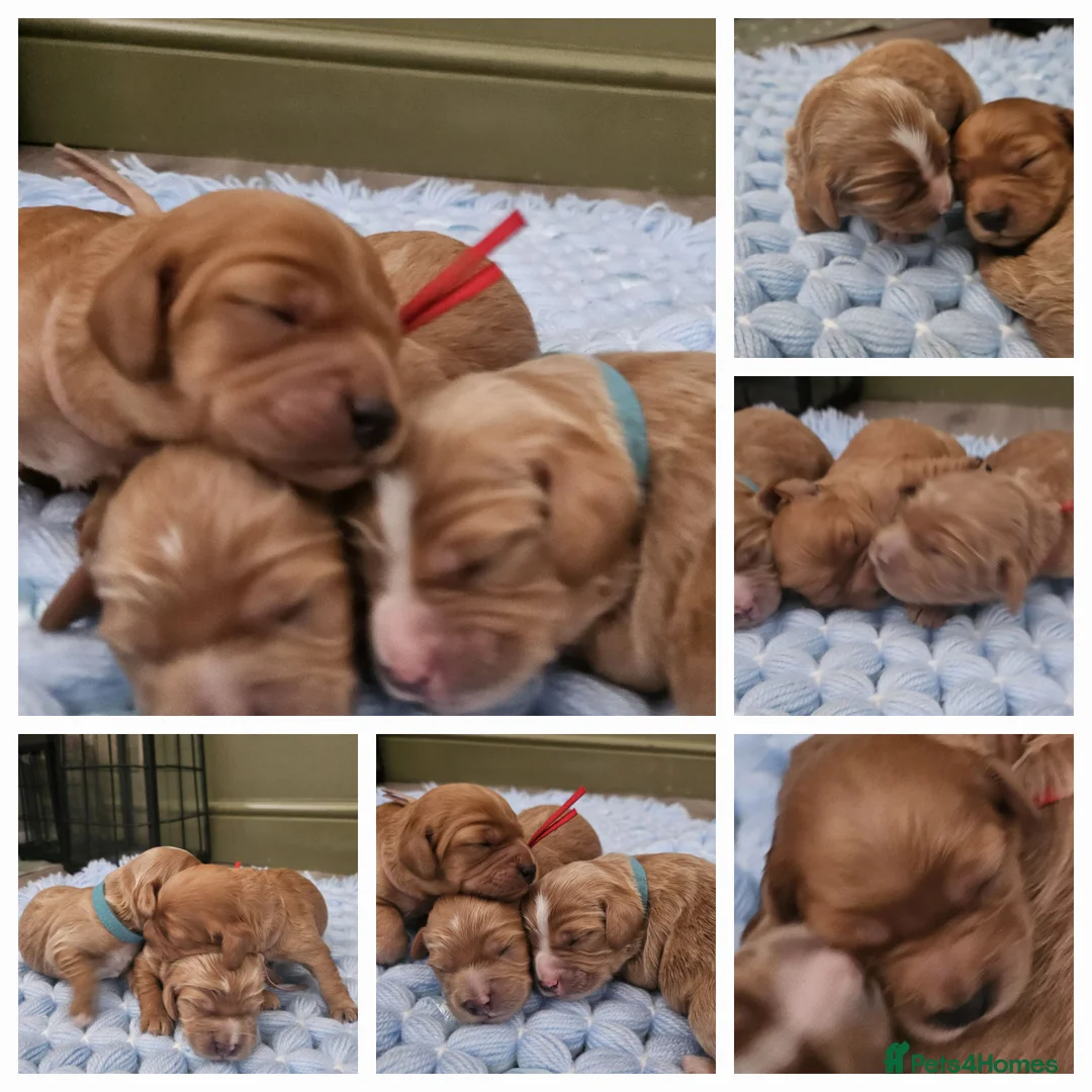 Toy Poodle dogs for stud:  stud toy poodle, KC reg and DNA tested and clear in Gloucester - Advert 27