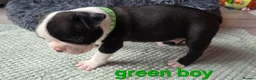 Boston Terrier dogs for sale: ⭐️KC registered beautiful Boston terrier puppies - Advert 32